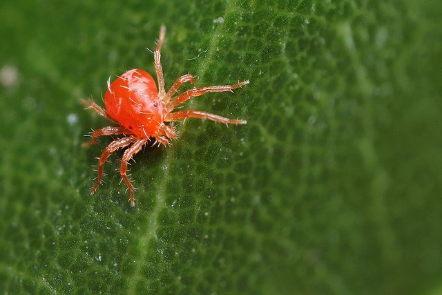 लाल मकड़ी  (रेड स्पाईडर माईट)