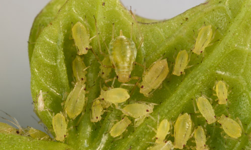 Aphids