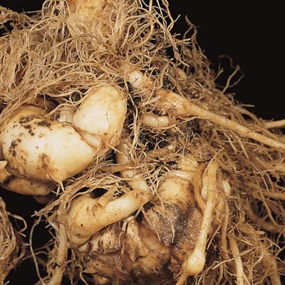 Symptoms and prevention of clubroot disease in cabbage crop